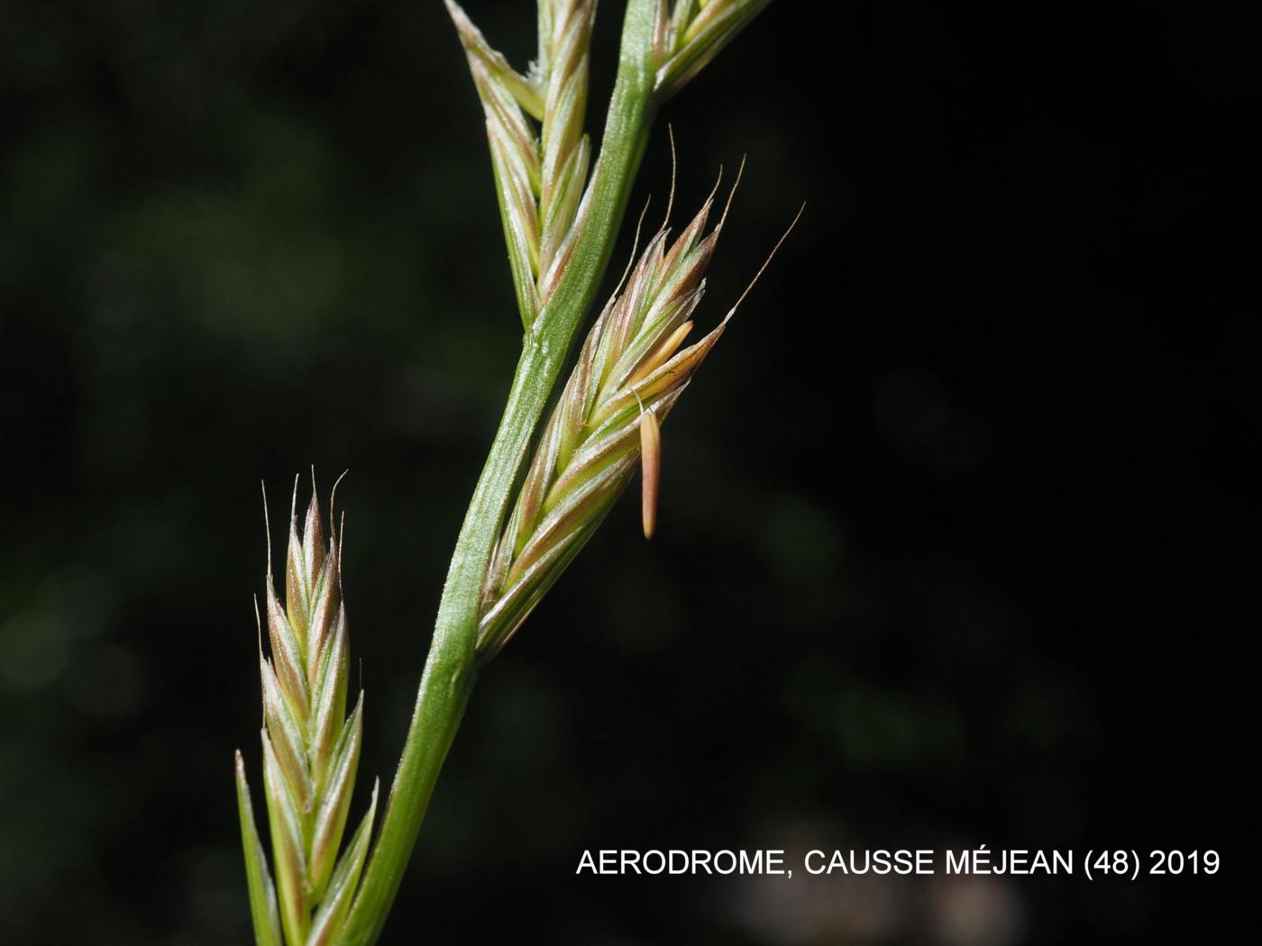 Rye-grass, Italian flower